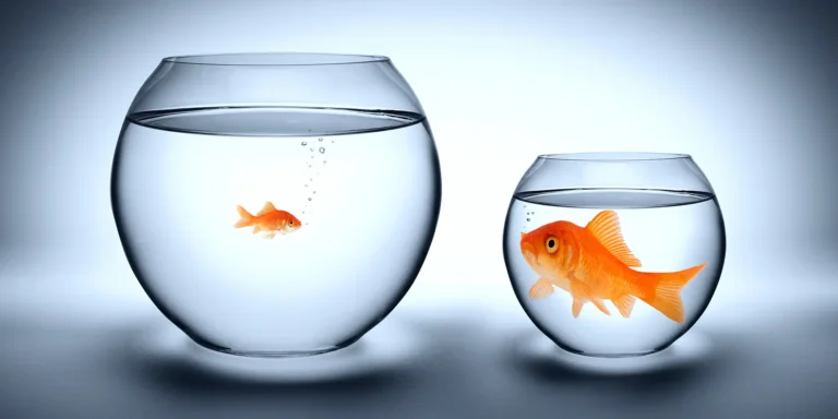 a small fish in a large fish bowl next to a large fish in a small, cramped fish bowl